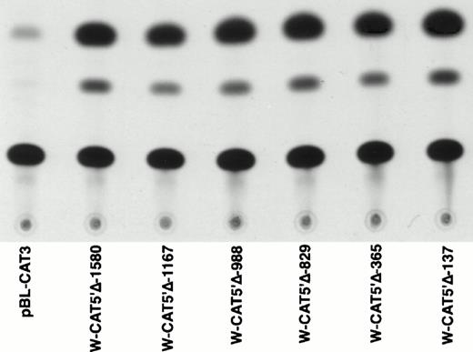 Fig. 2. Expression of CAT constructs carrying progressive 5′ deletion mutants of the flanking region of the WASP gene. (A) Comparison of the expression of W-CAT5′▵-1,580, W-CAT5′▵-1,167, W-CAT5′▵-988, W-CAT5′▵-829, W-CAT5′▵-365, and W-CAT5′▵-137 in Jurkat cells. (B) Analysis of W-CAT5′▵-137 in Jurkat, HEL, and Dami cells. HeLa cells were used as a negative control.