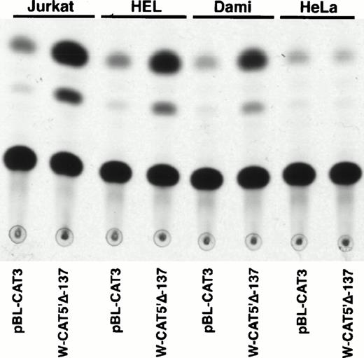 Fig. 2. Expression of CAT constructs carrying progressive 5′ deletion mutants of the flanking region of the WASP gene. (A) Comparison of the expression of W-CAT5′▵-1,580, W-CAT5′▵-1,167, W-CAT5′▵-988, W-CAT5′▵-829, W-CAT5′▵-365, and W-CAT5′▵-137 in Jurkat cells. (B) Analysis of W-CAT5′▵-137 in Jurkat, HEL, and Dami cells. HeLa cells were used as a negative control.