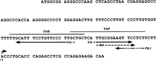 Fig. 3. Putative binding sites detected in the 137-bp upstream of the transcription start site of the WASP gene. Solid arrows, Ets-1; dashed arrows, c-Rel and PU.1. The PU.1 consensus was found by comparing the WASP enhancer region with the list of binding sites for vertebrate transcription factors published by Faisst and Meyer35; the Ets-1 and c-Rel consensus were identified by using the TFsearch database (http://www.genome.ad.jp/SIT/TFSEARCH.html). Gray lines indicate the EtsP and EtsD oligonucleotides used in the EMSA assays shown in Fig4.