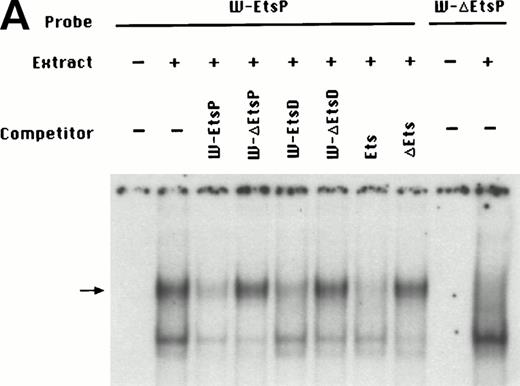 Fig. 4. (A) EMSA assay of wild-type (W-EtsP, lanes 1-8) and mutant (W-▵EtsP, lanes 9-10) oligonucleotides for the WASP proximal Ets binding site with Jurkat nuclear extracts: labeled oligonucleotide was incubated with Jurkat nuclear extracts as detailed in Materials and Methods and competed with a 50-fold molar excess of the competitors indicated. (B) EMSA assay of wild-type (W-EtsD, lanes 1-8) and mutant (W-▵EtsD, lanes 9-10) oligonucleotides for the WASP distal Ets binding site with Jurkat nuclear extracts: labeled oligonucleotide was incubated with Jurkat nuclear extracts as detailed in Materials and Methods and competed with a 50-fold molar excess of the competitors indicated.