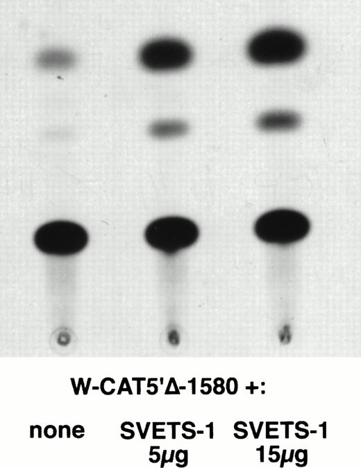 Fig. 5. Induction of WASP-CAT expression by Ets-1 in HeLa cells. HeLa were cotransfected with W-CAT5′▵-1,580 (15 μg) and with 0, 5, and 15 μg of SVETS-1. Bluescript DNA was added to bring the final amount of DNA to 30 μg. CAT assays were as detailed in Materials and Methods.