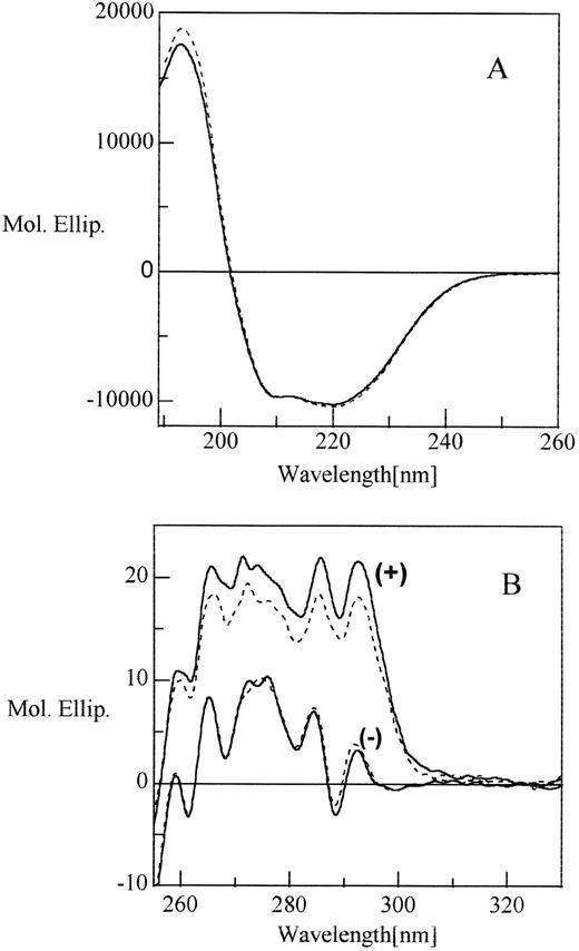 Fig. 9. Circular dichroism spectra of rhAT (solid line) and phAT (broken line) in the far ultraviolet (A) and near ultraviolet (B) with (+) and without (−) heparin. The molar ratio between protein and heparin was 1:7. Molar ellipticity is expressed in deg × cm2 × dmol −1.
