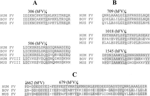 Fig. 3. Cross species alignment of FV sequences in the vicinity of (A) human APC cleavage sites R306 and R506; (B) thrombin cleavage sites; and (C) the acidic region at the C-terminus of the heavy chain, including the human APC cleavage site R679. Cleavage sites are numbered according to either the human (hFV) or bovine (bFV) protein, as indicated in parentheses. The “↓” indicates the cleavage site in both (A) and (B) at the conserved underlined arginine residue. The third APC cleavage site (C) varies between the human and bovine proteins, as indicated. Only the sequence surrounding the FV APC cleavage site R506 is conserved between FV and FVIII; all other APC and thrombin cleavage sites fail to show significant homology across these two proteins (not shown).