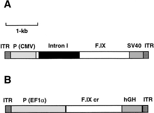 Fig. 1. Map of the AAV vectors AAV-CMV-F.IX (A) and AAV-EF1α-F.IX (B). ITR, AAV inverted terminal repeat; P (CMV), cytomegalovirus immediate early enhancer/promoter; F.IX, intron I, the coding region of the F.IX cDNA including a portion of intron I (see Materials and Methods); SV40, the simian virus 40 polyadenylation signal; F.IX cr, coding region of the human F.IX cDNA; P (EF1α), promoter of the human polypeptide elongation factor EF1α gene; hGH, polyadenylation signal of the human growth hormone gene.