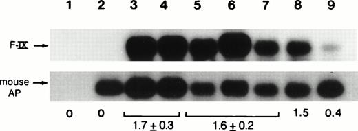 Fig. 4. Analyses of genomic DNA isolated from livers after injection of CD-1 mice with 2 × 1011 particles of AAV-CMV-F.IX at day 1 of life. Southern blot hybridization of PCR products from liver DNA isolated from mice killed at day 5 (lanes 3 and 4) and day 240 (lanes 5 through 7) postinjection. Lane 1, no DNA added; lane 2, untransduced mouse DNA; lane 8, 0.3 copies of pAAV-CMV-F.IX per diploid mouse genome present in 50 ng of untransduced mouse DNA; lane 9, 0.06 copies of pAAV-CMV-F.IX per diploid mouse genome; mouse AP, 162-bp fragment from the mouse embryonic alkaline phosphatase gene; F-IX, 437-bp fragment from the human F.IX cDNA amplified with primer pair F.IX3/4. The average ratio of the two signals is indicated for day 5 as well as day 240 postinjection (as determined with the phosphorimaging system). Numbers in brackets are the standard deviation.