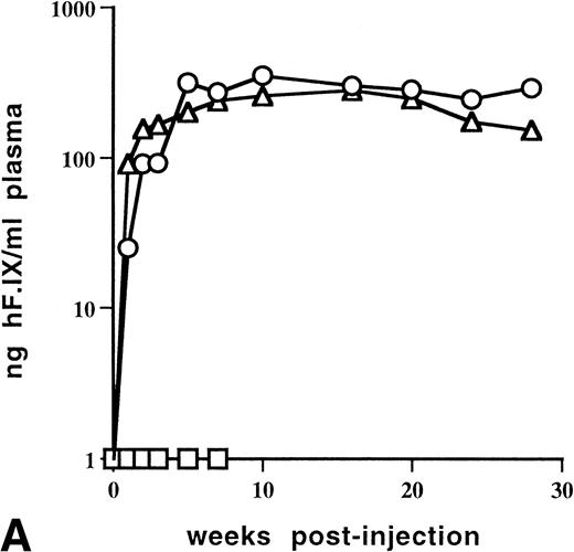 Fig. 5. Levels of human F.IX in plasma of adult C57BL/6 mice as a function of time after portal vein injection of rAAV vector. (A) Mice were injected with 1 × 1011 vector particles of AAV-CMV-F.IX (□) or 6.3 × 1010 particles of AAV-EF1α-F.IX (▵ and ○). Each line represents an individual animal. (B) Mice were injected with 5.5 × 1010 particles (▵, n = 4) or 2.7 × 1011 particles (○, n = 4) of AAV-EF1α-F.IX. Each line represents the average of four mice. Vertical bars are the standard deviation.