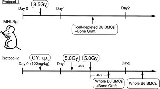 Fig. 1. Experimental protocols. Experimental protocol 1: Female MRL/lpr mice (3 to 4 months of age) with autoimmune diseases were irradiated (8.5 Gy) and transplanted with T-cell–depleted BMCs plus bone graft of B6 mice. Experimental protocol 2: Female MRL/lpr mice with autoimmune diseases were intraperitoneally injected with 100 mg/kg CY and then lethally irradiated (5 Gy × 2 = 10 Gy for 4-hour interval) 1 day later. Four hours after the second irradiation, the bones of the B6 mice, from which the BMCs had been flushed out, were engrafted under the subcutis of the MRL/lpr mice, and the mice received 5 × 107 WBMCs from B6 mice. One day after the first BMT plus bone graft, the mice were further transplanted with B6 WBMCs (5 × 107 cells).