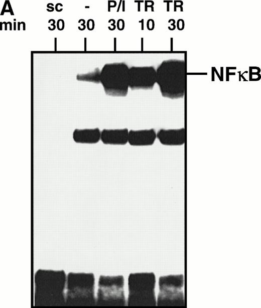 Fig. 1. Activation of NFκB by TRAIL. (A) Jurkat cells were incubated with PMA (50 ng/mL)/Ionomycin (2 μg/mL) (P/I) or TRAIL (0.3 μg/mL) (TR) for the time periods indicated. Cells were harvested, cellular proteins were isolated, and EMSA was performed. sc, specific competition with unlabeled oligonucleotide. Similar results were obtained in three independent experiments. (B) Jurkat cells were stimulated with TRAIL (0.3 μg/mL) for 30 minutes in the presence or absence of LLnL (6.25 μmol/L, 1 hour of pretreatment). Fifteen micrograms of protein extract was run on a 12% polyacrylamide gel. Proteins were transferred onto a nylon filter that was subsequentially hybridized with an anti-IκBα antibody. Similar results were obtained in three independent experiments. Similar results were obtained with CEM cells.