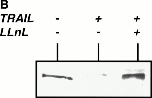 Fig. 1. Activation of NFκB by TRAIL. (A) Jurkat cells were incubated with PMA (50 ng/mL)/Ionomycin (2 μg/mL) (P/I) or TRAIL (0.3 μg/mL) (TR) for the time periods indicated. Cells were harvested, cellular proteins were isolated, and EMSA was performed. sc, specific competition with unlabeled oligonucleotide. Similar results were obtained in three independent experiments. (B) Jurkat cells were stimulated with TRAIL (0.3 μg/mL) for 30 minutes in the presence or absence of LLnL (6.25 μmol/L, 1 hour of pretreatment). Fifteen micrograms of protein extract was run on a 12% polyacrylamide gel. Proteins were transferred onto a nylon filter that was subsequentially hybridized with an anti-IκBα antibody. Similar results were obtained in three independent experiments. Similar results were obtained with CEM cells.