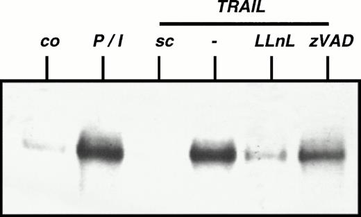 Fig. 2. Independence of TRAIL-mediated NFκB activation from caspases. CEM cells were preincubated with LLnL (2.5 μmol/L) or zVAD (50 μmol/L) for 1 hour. TRAIL (0.3 μg/mL) or PMA (50 ng/mL)/Ionomycin (2 μg/mL) (P/I) was added for another 30 minutes. Cells were harvested and EMSA was performed. sc, specific competition with unlabeled oligo. Similar results were obtained in two independent experiments. Similar results were obtained using Jurkat cells.