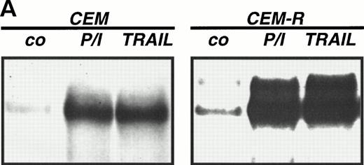 Fig. 4. Abrogation of apoptosis resistance in CEM-R cells by inhibition of NFκB activation. (A) CEM and CEM-R cells were stimulated with TRAIL (0.3 μg/mL) or PMA (50 ng/mL)/Ionomycin (2 μg/mL) (P/I) for 30 minutes and EMSA was performed. Similar results were obtained in two independent experiments. (B) CEM-R cells were stimulated with TRAIL at the concentrations indicated in the presence (•) or absence (○) of LLnL (1.5 μmol/L, 1 hour of preincubation). After 12 hours, apoptosis was measured by forward side scatter analysis and specific apoptosis was calculated. Data are the mean of duplicates with a standard deviation less than 10%. Similar results were obtained in three independent experiments. (C) CEM-R cells were incubated with doxorubicin in concentrations indicated in the presence (•) or absence (○) of LLnL (1.5 μmol/L, 1 hour of preincubation) for 48 hours. Apoptosis was measured as in (A). Data are the mean of duplicates with a standard deviation less than 10%. Similar results were obtained in three independent experiments. (D) CEM-R cells (5 × 107) were transfected as in (Fig 3D). Stimulation was performed using TRAIL (1 μg/mL), anti–APO-1 (0.01 μg/mL), or TNFα (0.3 μg/mL) and apoptosis was measured after 12 hours of incubation. Data are the mean of duplicates with a standard deviation less than 10%. Similar results were obtained in two independent experiments.
