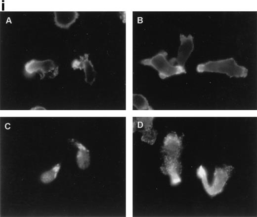 Fig. 2. Ezrin and moesin colocalize with CD43 at the uropods of T lymphoblasts stimulated with anti-CD43 MoAb. T lymphoblasts were allowed to adhere to coverslips coated with FN-80 and then stimulated with the anti-CD43 HP2/21 MoAb. (i) Cells were fixed and stained for CD43 (A), ezrin (90/3 pAb) (B), radixin (C), and moesin (38/87 MoAb) (D). Note the redistribution of all three ERM proteins as well as CD43 to cellular uropods. (ii) Cells were double-stained for CD43 (HP2/21 MoAb) (A and C, orange) and for moesin (38/87 MoAb) (B, green) or ezrin (90/3 pAb) (D, green), as described under the Materials and Methods. Arrows point to cellular uropods.