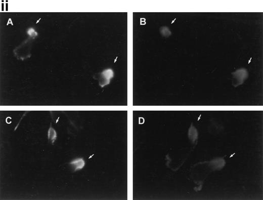 Fig. 2. Ezrin and moesin colocalize with CD43 at the uropods of T lymphoblasts stimulated with anti-CD43 MoAb. T lymphoblasts were allowed to adhere to coverslips coated with FN-80 and then stimulated with the anti-CD43 HP2/21 MoAb. (i) Cells were fixed and stained for CD43 (A), ezrin (90/3 pAb) (B), radixin (C), and moesin (38/87 MoAb) (D). Note the redistribution of all three ERM proteins as well as CD43 to cellular uropods. (ii) Cells were double-stained for CD43 (HP2/21 MoAb) (A and C, orange) and for moesin (38/87 MoAb) (B, green) or ezrin (90/3 pAb) (D, green), as described under the Materials and Methods. Arrows point to cellular uropods.