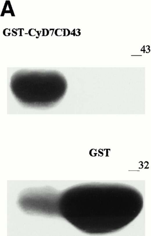 Fig. 5. Interaction of the cytoplasmic region of CD43 with moesin and ezrin from Jurkat cell lysates. (A) Coomassie blue-stained SDS-PAGE of GST-CyD7CD43 fusion protein purified with glutathione Sepharose 4B beads. (B) Specific association of two proteins of 78 and 80 kD with GST-CyD7CD43. Jurkat cells were metabolically labeled and lysed. After discarding cell debris and nuclei, supernatants were collected and allowed to bind to equivalent amounts of GST and GST-CyD7CD43 proteins bound to glutathione Sepharose 4B beads by overnight incubation at 4°C. Bound proteins were sequentially washed with lysis buffer containing 0.1% SDS and 0.65 mol/L NaCl and then subjected to 8% SDS-PAGE. Before drying, the gel was incubated for 30 minutes in Amplify solution (Amersham Corp). (C) Precipitates from unlabeled Jurkat cells were performed as in (B), SDS-PAGE separated, and immunoblotted with the antimoesin 95/2 (lanes 1 and 2) or the antiezrin 90/3 (lanes 3 and 4) pAb. Molecular weights in kilodaltons are indicated at the right.