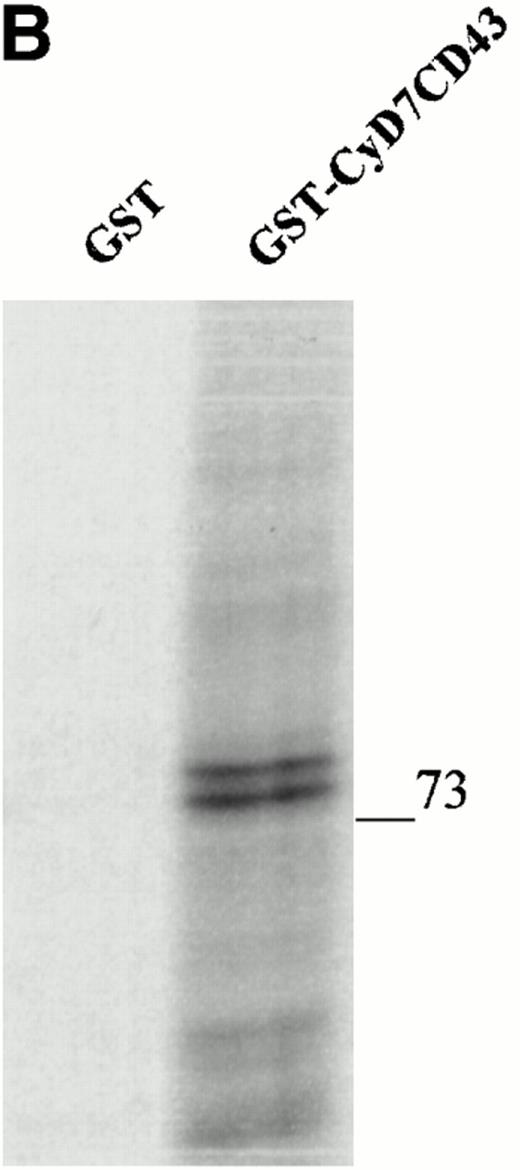 Fig. 5. Interaction of the cytoplasmic region of CD43 with moesin and ezrin from Jurkat cell lysates. (A) Coomassie blue-stained SDS-PAGE of GST-CyD7CD43 fusion protein purified with glutathione Sepharose 4B beads. (B) Specific association of two proteins of 78 and 80 kD with GST-CyD7CD43. Jurkat cells were metabolically labeled and lysed. After discarding cell debris and nuclei, supernatants were collected and allowed to bind to equivalent amounts of GST and GST-CyD7CD43 proteins bound to glutathione Sepharose 4B beads by overnight incubation at 4°C. Bound proteins were sequentially washed with lysis buffer containing 0.1% SDS and 0.65 mol/L NaCl and then subjected to 8% SDS-PAGE. Before drying, the gel was incubated for 30 minutes in Amplify solution (Amersham Corp). (C) Precipitates from unlabeled Jurkat cells were performed as in (B), SDS-PAGE separated, and immunoblotted with the antimoesin 95/2 (lanes 1 and 2) or the antiezrin 90/3 (lanes 3 and 4) pAb. Molecular weights in kilodaltons are indicated at the right.
