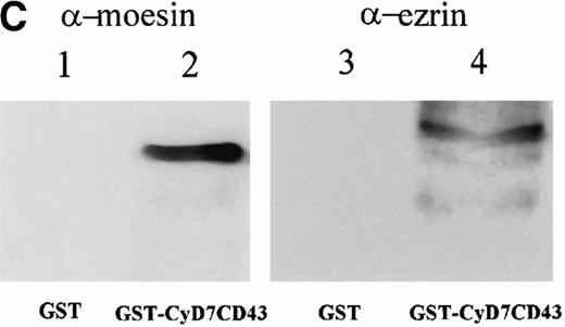 Fig. 5. Interaction of the cytoplasmic region of CD43 with moesin and ezrin from Jurkat cell lysates. (A) Coomassie blue-stained SDS-PAGE of GST-CyD7CD43 fusion protein purified with glutathione Sepharose 4B beads. (B) Specific association of two proteins of 78 and 80 kD with GST-CyD7CD43. Jurkat cells were metabolically labeled and lysed. After discarding cell debris and nuclei, supernatants were collected and allowed to bind to equivalent amounts of GST and GST-CyD7CD43 proteins bound to glutathione Sepharose 4B beads by overnight incubation at 4°C. Bound proteins were sequentially washed with lysis buffer containing 0.1% SDS and 0.65 mol/L NaCl and then subjected to 8% SDS-PAGE. Before drying, the gel was incubated for 30 minutes in Amplify solution (Amersham Corp). (C) Precipitates from unlabeled Jurkat cells were performed as in (B), SDS-PAGE separated, and immunoblotted with the antimoesin 95/2 (lanes 1 and 2) or the antiezrin 90/3 (lanes 3 and 4) pAb. Molecular weights in kilodaltons are indicated at the right.