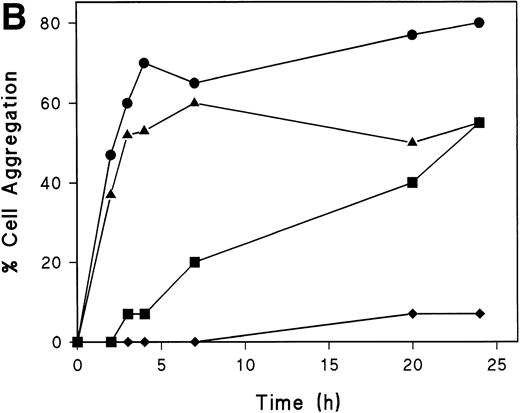 Fig. 7. Myosin-disruption prevents CD43-mediated cell aggregation. (A) T lymphoblasts were pretreated during 30 minutes with 20 mmol/L of butanedione monoxime. Cells were then allowed to adhere to FN80 in the presence of the proaggregatory anti-CD43 HP2/21 MoAb. Cells were filmed with a time-lapse videocassete recorder for 10 hours. Note the lack of cell polarization and aggregation in the first 2 hours recorded. White arrowheads point to cellular uropods displayed by cells after 9 hours of anti-CD43 treatment. (B) T lymphoblasts were incubated for 30 minutes at 37°C in the presence of 10 mmol/L butanedione monoxime (▪), 20 μmol/L colchicine (▴), or 20 μmol/L cytochalasin D (⧫) or in the absence of any cytoskeletal drug (•), before the addition of anti-CD43 HP2/21 MoAb. The percentage of aggregation was calculated at different times as described in the Materials and Methods.
