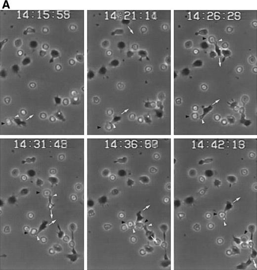 Fig. 8. CD43-stimulated T lymphocytes recruit additional cells through the uropods. (A) T lymphoblasts adhered to petri dishes coated with ICAM-1-Fc were treated with the anti-CD43 HP2/21 MoAb. A second layer of untreated T lymphoblasts (bright cells) was then added and cell-cell interactions were recorded by videomicroscopy for 30 minutes. Black arrowheads point to transported cells; white arrowheads point to cellular uropods of cells from the first cohort, whereas white arrows point from cellular leading edges. (B) Quantitation of T-cell lymphocyte recruitment mediated by anti-CD43 polarized cells. T lymphoblasts were allowed to adhere to plastic petri dishes coated with ICAM-1-Fc for 30 minutes at 37°C in the presence of the proaggregatory anti-CD43 (HP2/21 and TP1/36) and anti-ICAM-3 (HP2/19) MoAb or the control anti-HLA-A,B W6/32 MoAb. After the addition of a second layer of cells, cell-cell interactions were recorded for 1 hour, and the recruitment index was calculated as the number of cells of the second layer contacted per cell number adhered to the substrate.