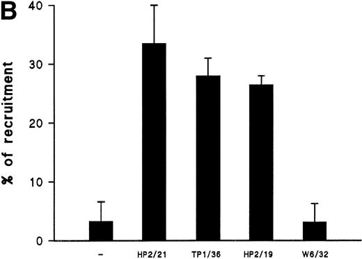 Fig. 8. CD43-stimulated T lymphocytes recruit additional cells through the uropods. (A) T lymphoblasts adhered to petri dishes coated with ICAM-1-Fc were treated with the anti-CD43 HP2/21 MoAb. A second layer of untreated T lymphoblasts (bright cells) was then added and cell-cell interactions were recorded by videomicroscopy for 30 minutes. Black arrowheads point to transported cells; white arrowheads point to cellular uropods of cells from the first cohort, whereas white arrows point from cellular leading edges. (B) Quantitation of T-cell lymphocyte recruitment mediated by anti-CD43 polarized cells. T lymphoblasts were allowed to adhere to plastic petri dishes coated with ICAM-1-Fc for 30 minutes at 37°C in the presence of the proaggregatory anti-CD43 (HP2/21 and TP1/36) and anti-ICAM-3 (HP2/19) MoAb or the control anti-HLA-A,B W6/32 MoAb. After the addition of a second layer of cells, cell-cell interactions were recorded for 1 hour, and the recruitment index was calculated as the number of cells of the second layer contacted per cell number adhered to the substrate.