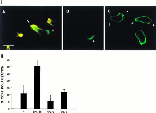 Fig. 1. Polarized distribution of CD43 and CCR2 on migrating T lymphoblasts. (i) T lymphoblasts adhered to FN80 were stimulated with the TP1/36 anti-CD43 MoAb for 30 minutes at 37°C and then fixed as described under the Materials and Methods. In (A), cells were double-stained with anti-CD43 (orange) and biotinylated-anti-CCR2 chemotactic receptor MoAb (green), and both fluorescences were photographed on the same frame by double exposure. In (B) and (C), cells were stained for CCR2 and CD45 (FITC-conjugated anti-CD45), respectively. Arrows point to the cellular uropods, whereas arrowheads point to the leading edge. Bar = 10 μm. (ii) T lymphoblasts were allowed to adhere to FN80-coated coverslips and then were stimulated with the TP1/36 anti-CD43, HP2/9 anti-CD44, or D3/9 anti-CD45 MoAb. Cells were then stained for CCR2 and the percentage of cells on which the chemokine receptor was redistributed calculated by random choice of 10 fields for each condition and direct cell counting (400 to 500). The arithmetic mean ± SD of three independent experiments is shown.
