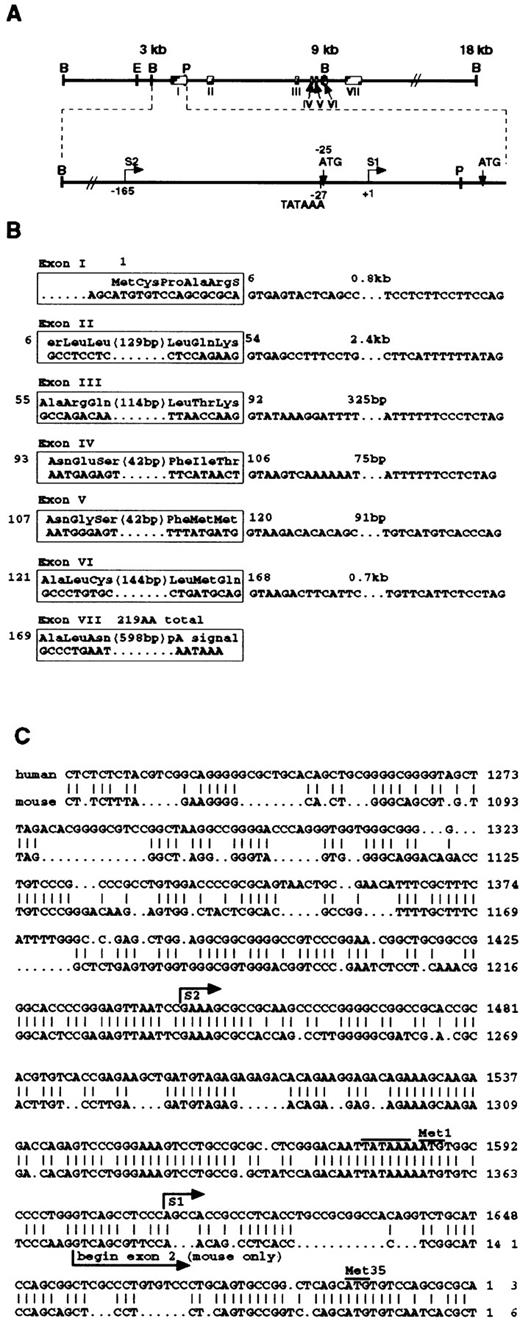Fig. 1. Structure of the human IL-12 p35 gene (A and B). The λ Fix II clone contained three BamHI fragments of approximately 3, 6, and 9 kb, respectively, from the 5′ end. Restriction sites for BamHI (B), EcoRI (E), andPst I (P) are noted. Exons are labeled numerically (I through VII). The transcription start sites (see Fig 5) are labeled as S1 (monocyte start site) and S2 (lymphoblastoid cell start site). Exon boundaries were sequenced from within the exons, and intron distances were estimated by PCR using appropriate exon primers or were determined directly by sequencing through to the next exon. Numbers surrounding the exon boxes (B) refer to amino acids, beginning with the second methionine codon (Met35 in Wolf et al21). Sequence data from this clone are available from GenBank under accession no.AF050083. (C) Comparison of human and mouse (accession no.S82412) p35 gene 5′ flanking sequences. Nucleotide sequences were aligned using GCG BestFit, as described in the text. Sequences are aligned from the 3′ end of exon I (human), which represents the second exon in the mouse. Notations are made for the two transcription start sites in the human gene (S1, the monocyte start site; S2, the lymphoblastoid start site). The TATA box (TATAAA) is overlined, as are the two methionine (ATG) codons Met1 and Met35. The proposed 5′ end of the second exon of the mouse p35 gene is noted; the mouse sequence presented in this figure therefore represents the 3′ end of the first intron and the entire second exon. There is no evidence for an upstream first exon in the human gene.
