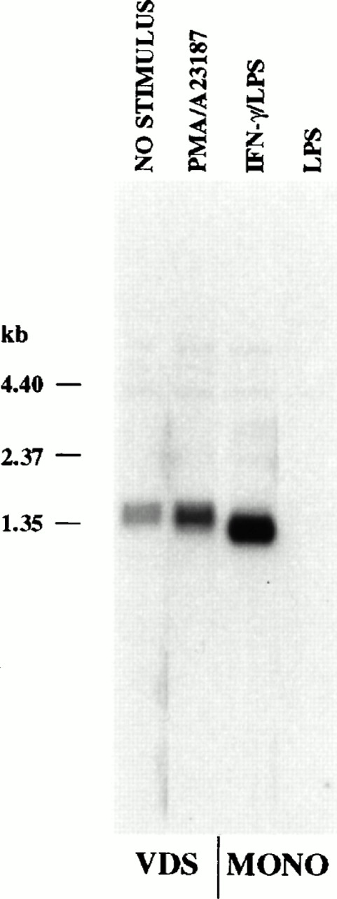 Fig. 2. Steady-state p35 mRNA induced in monocytes is approximately 0.2 kb shorter than constitutive or enhanced mRNA in EBV-transformed lymphoblastoid cells (Northern analysis). Polyadenylated RNA (2 × 106 cell equivalents/lane) was isolated from the EBV-transformed cell line VDS that was either uninduced (lane 1) or stimulated with PMA (10 ng/mL) and A23187 (25 ng/mL) for 24 hours (lane 2), from monocytes primed with IFN-γ (100 ng/mL for 16 hours), followed by LPS (1 μg/mL) for 2 hours (lane 3), or from monocytes stimulated with LPS alone (lane 4). RNA was resolved by electrophoresis on a 1.5% agarose gel and blotted to a nylon filter. The blot was probed with a p35 cDNA probe as described in the Materials and Methods. RNA size was estimated using an RNA ladder (Life Technologies).