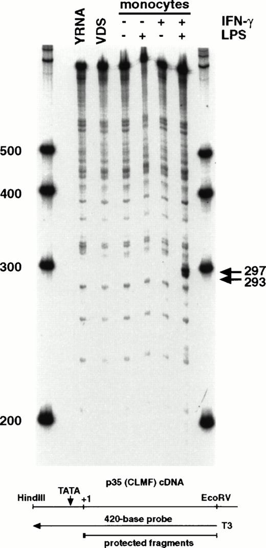 Fig. 3. RNase protection analysis using an antisense riboprobe (420 bases) from the 5′ end of the CLMF cDNA results in smaller protected fragments of 293-297 bases from induced monocyte mRNA. RNA was isolated from VDS cells (VDS) or from monocytes stimulated as indicated with nothing, IFN-γ, or LPS, or both (sequentially). YRNA, yeast RNA control. RNA was hybridized overnight with a32P-labeled antisense RNA probe transcribed from theEcoRV site at base 388 of the CLMF p35 cDNA. Products were treated with RNase T1, extracted, precipitated, and loaded onto a 6% sequencing gel with in vitro transcribed Century markers (Ambion). Marker size is indicated in bases. The arrows indicate the two specific bands of 293 and 297 bases protected at the site labeled in Fig 1 as S1.