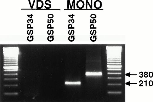Fig. 4. 5′ RACE analysis of monocyte RNA yields a single amplification product, not detectable from VDS RNA, that maps to a unique transcription start site. Polyadenylated RNA was prepared from PMA-treated VDS cells or from IFN-γ–primed and LPS-stimulated monocytes and used to prepare a cDNA library according to manufacturer's recommendations (Marathon cDNA Amplification Kit; Clontech). Each library (VDS, lanes 1 and 2; monocyte, lanes 3 and 4) was amplified using the Marathon adaptor primer and two different gene-specific primers, GSP34 (lanes 1 and 3) and GSP50 (lanes 2 and 4). RACE products were resolved on a 1.5% agarose gel with ethidium bromide. Markers are multiples of 100 bp (Life Technologies).