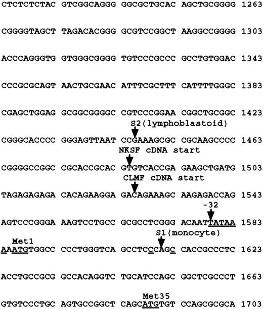 Fig. 5. Map of transcription start sites in the human IL-12 p35 promoter. The first exon and 5′ flanking sequence (bases 1224-1703) are shown. Notations are made for the start site in lymphoblastoid cells (S2, −165), the cDNA start sites for NKSF (−126) and CLMF (−85), the TATA box (−32), the monocyte start site (S1, +1), and the two initiator methionine (Met) codons.