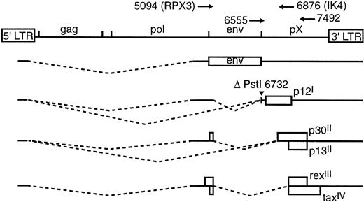 Fig. 1. Schematic representation of spliced transcripts of HTLV-1. ORFs are represented by open boxes. Location of ΔPstI introduced in ACH.p12I is indicated and corresponds to the splice acceptor for exon 3 of the ORF I message. Primers used in PCR and RT-PCR are indicated above the full-length provirus. Numbers correspond to nucleotide positions with respect to the ACH clone.19