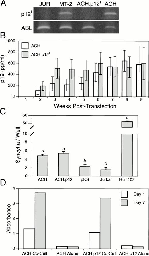 Fig. 2. Effect of p12I mutation on RNA, protein, and infectious virus production in transfected PBMC. (A) RT-PCR of total RNA from ACH- and ACH.p12I-transfecants, MT-2 (HTLV-1-positive) and Jurkat (HTLV-1-negative) cells. The 232-bp p12I and constitutive 183-bp ABL transcript products are indicated. (B) p19 antigen detected by ELISA in ACH and ACH.p12I-transfectant PBMC culture supernatants. Results are expressed as mean pg/mL ± SEM of p19 antigen obtained from 10 independent transfections. (C) HTLV-1 env-mediated syncytia formation in HOS cells by ACH-, ACH.p12I-, or pKS- (vector control) transfectants, Jurkat (HTLV-1-negative), or HuT102 (HTLV-1-positive) cells. Results are expressed as mean number ± SEM of syncytia (four or more nuclei) per well obtained from 10 wells (five independent transfections); a, b, and c are significantly different, P < .05. Note that HuT102 is a high virus-producing cell line and is expected to induce higher numbers of syncytia compared to the PBMC transfectants. (D) Infectious virus production as measured by p19 antigen production from cultures containing lethally irradiated ACH- or ACH.p12I-transfectants alone or cocultured with naı̈ve rabbit PBMC. Results are expressed as absorbance values for 1 and 7 day after wash culture supernatants measured by p19 antigen ELISA.