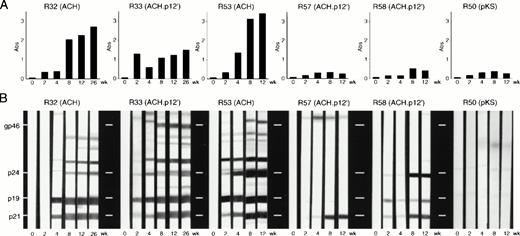 Fig. 4. HTLV-1-specific serologic response in rabbits inoculated with transfected PBMC. Represented are rabbits inoculated once (R50, 53, 57, and 58) or twice (R32 and 33) with ACH- (R53 and 32), ACH.p12- (R57, 58, and 33), or pKS (vector control)- (R50) transfectants. Data shown are absorbance values of plasma samples diluted 1:12,800 and measured by anti-HTLV-1 antibody ELISA (A) or reactivity to specific HTLV-1 antigenic determinants measured by Western blot analysis (B). Note that reactivity of R50 (negative control) on ELISA is nonspecific for HTLV-1 as shown by Western blot analysis and is attributable to cross reactivity of cellular antigens in the inoculum and the ELISA. The data shown for each rabbit are representative of the larger inoculation group. Thus, R32 and R33 represent two rabbits each, R53 represents four rabbits, and R57 and R58 demonstrate two different reaction patterns seen among the four rabbits comprising that inoculant group.