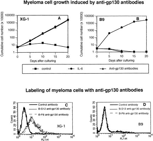 Fig. 1. The agonist antihuman gp130 MoAb does not recognize or activate murine gp130. Human XG-1 (A) and murine B9 hybridoma (B) cells were extensively washed and cultured at 5 × 104cells/mL (XG-1) or 3 × 104 cells/mL (B9) with 10 μg/mL of control murine IgG1 (control) or with 3 ng/mL (XG-1) or 20 pg/mL (B9) of IL-6 or with 10 μg/mL of a mixture of B-S12 and B-P8 (5 μg each) antihuman gp130 IL-6 transducer MoAbs. Every 5 days, the cells were counted and cultures were diluted at the initial cell concentration with culture medium containing fresh cytokine or the initial concentration of anti-gp130 MoAb. Results are the cumulative numbers of cells generated in the cultures. XG-1 (C) or B9 (D) cells were labeled with biotinylated B-S12 or B-P8 MoAb or control biotinylated murine IgG1 and then with FITC-conjugated avidin. Results are the fluorescence profiles obtained with the different antibodies analyzed with a FACSCAN apparatus.