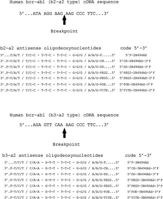 Fig. 1. Sequence and internucleoside linkages for the ODN studied. A dash (-) between bases indicates a PO linkage, and a slash (/) indicates an MP linkage. Fluorescein attachment to the 5′ and 3′ termini, via a 6-amino-1-hexanol linker, is indicated by ∼F and F∼, respectively. CH, cholesterol; DD, dodecanol; PEG2 and PEG5, polyethylene glycol of average molecular weight 2,000 and 5,000, respectively; POE, N-octyl-oligo-oxyethylene; VITE, vitamin E. In the ODN code, 2B and 3B denote sequences targeting the b2a2 and b3a2 junctional sequences, respectively.