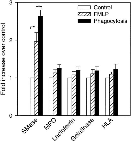 Fig. 4. Increase in neutral sphingomyelinase activity in FMLP-activated and phagocytosing PMNs. Control, FMLP-activated, and phagocytosing FMLP-activated cells were fractionated as described in Experimental Procedures and in the legend to Fig 3. The bars show fold increase (+SEM) above control (set to 1) of total measured activity of neutral sphingomyelinase (SMase) and the various marker proteins after FMLP activation and phagocytosis. The total amount is calculated as the sum of measured amount in fractions 1 through 25, in nuclei and unbroken cells, and in exocytosed material (cell supernatant after activation). Data are the average of five experiments. *P < .05 compared with the control by paired t-test. None of the marker proteins differed significantly between control, FMLP, or phagocytosing cells.