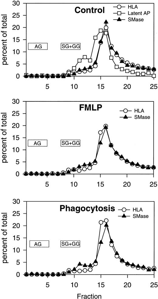 Fig. 5. Subcellular fractionation of resting, FMLP-activated, and phagocytosing human PMNs. Distribution profiles of neutral sphingomyelinase, HLA, and latent alkaline phosphatase. Cells were processed for fractionation as described in Experimental Procedures and in the legend to Fig 3. Fractions were assayed for neutral sphingomyelinase activity, myeloperoxidase, lactoferrin, gelatinase, HLA class I, and latent alkaline phosphatase. Numbers are the average of three experiments (same data as shown in Fig 3), normalized to a cell number of 3 × 108 cells, and expressed in percent of the total amount measured in fractions 1 through 25. Latent alkaline phosphatase is only shown in control cells, because secretory vesicles are almost completely mobilized (and latent AP thus disappearing) after FMLP stimulation. The localization of the majority of azurophil granules (AG) and specific/gelatinase granules (SG+GG) is marked.