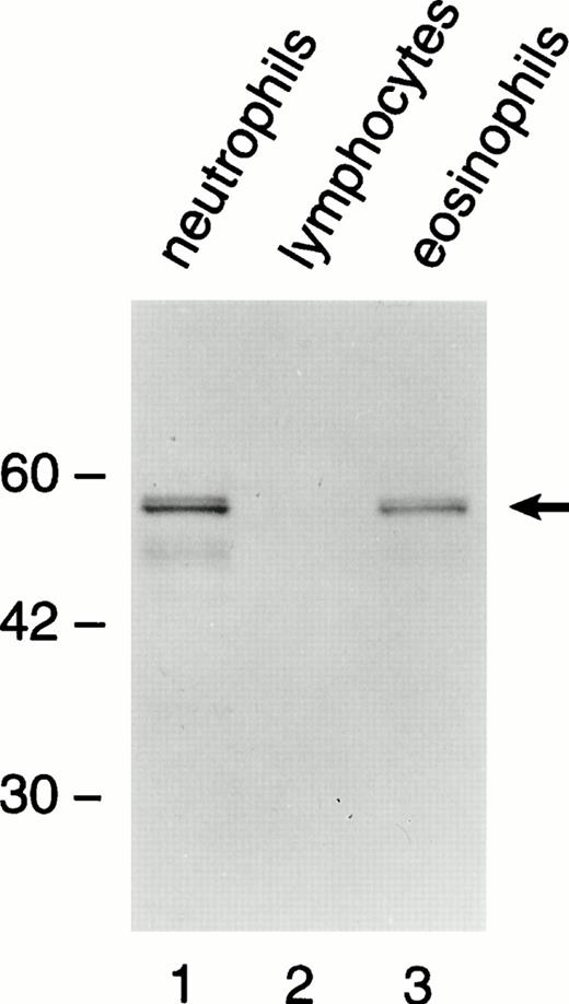 Fig. 1. A doublet 55-kD immunoreactive band corresponding to BPI is present in neutrophils (lane 1) and eosinophils (lane 3), but not in lymphocytes (lane 2). Highly purified cells were lysed and subject to SDS-PAGE/Western blotting. The primary antibody was detected by a secondary goat antirabbit antibody conjugated with alkaline phosphatase.
