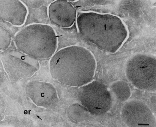 Fig. 3. Localization of BPI in eosinophilic myelocytes. Cryosections of bone marrow cells incubated with anti-BPI and visualized by secondary gold-conjugated antibody. An area of an eosinophilic myelocyte is shown. Most of the granules do not possess a crystalloid, but two crystalloid-containing mature specific granules are present (c). BPI (arrows) is present in almost all granules and in the endoplasmic reticulum (er). Bars = 400 nm.