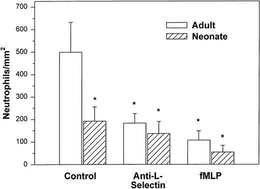 Fig. 1. Adult (□) and neonatal (▨) neutrophil adhesion to HUVECs stimulated for 10 minutes with 10−4 mol/L histamine before the addition of neutrophils under shear stress of approximately 2 dynes/cm2. The total number of interacting neutrophils per square millimeter of monolayer includes both rolling and arrested cells. The number of interacting neutrophils was quantified beginning 7.5 minutes after the neutrophil suspension was introduced into the chamber. Neutrophils were left untreated (control) or were preincubated with anti–L-selectin MoAb, DREG 56 (50 μg/mL), or treated with 10 nmol/L fMLP as described. Data are expressed as the mean ± SEM from 7 to 11 experiments. *P < .05 compared with adult control neutrophils.