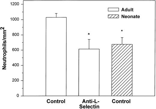 Fig. 2. Adult (□) and neonatal (▨) neutrophil adhesion on CHO cells stably transfected with human P-selectin under shear stress of approximately 2 dynes/cm2. The total number of neutrophils per square millimeter includes both rolling and arrested cells. Neutrophil treatment and analysis were performed as outlined in Fig 1. Data are expressed as the mean ± SEM from 5 to 13 experiments. *P < .003 compared with adult control neutrophils.