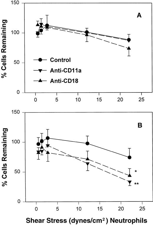 Fig. 5. The percentage of adult (A) and neonatal (B) of those initially attached to CHO-P-selectin in the absence of shear stress that remain interacting as shear stress is applied. Adult and neonatal neutrophils were treated with the anti-CD11a (▾) or anti-CD18 (▴) MoAb or left untreated (•). Data are expressed as the mean percentage of initially interacting cells remaining ± SEM from 7 to 14 experiments. *P < .05 compared with control neutrophils. **P < .005 compared with control neutrophils.