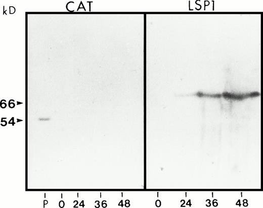 Fig. 1. Time course human LSP1 expression in Sf9 cells infected with recombinant huLSP1 baculovirus. Shown are immunoblots with anti-huLSP1 of PMNs (P) and Sf9 cells infected with either recombinant CAT baculovirus (CAT) or recombinant huLSP1 baculovirus (LSP1) for 0, 24, 36, and 48 hours. The recombinant huLSP1 is 66 kD, the native protein is 54 kD on this 10% SDS polyacrylamide gel.