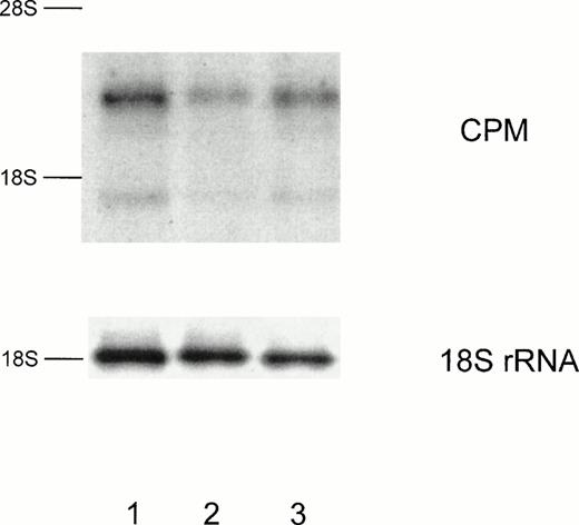 Fig. 6. CPM expression is also suppressed on mRNA level by RA. Total RNA was isolated either from MO cultured on teflon foils with 10−7 mol/L 9-cis-RA (lane 2) or 10−9 mol/L 9-cis-RA (lane 3) or without RA (lane 1). After 4 days cells were harvested and Northern analysis was performed according to the Materials and Methods. Hybridization with an 18S rRNA oligonucleotide is shown as a loading control.