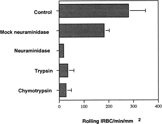 Fig. 4. Effect of neuraminidase and proteases on IRBC rolling on immobilized soluble P-selectin. A 5% suspension of IRBC was treated with 1 U/mL of neuraminidase from Arthrobacter ureafaciens for 1 hour at 37°C. Control IRBC were incubated in buffer alone (mock neuraminidase). IRBC were also treated with 100 μg/mL of TPCK-treated trypsin and TLCK-treated chymotrypsin at 37°C for 30 minutes. Values represent the mean number of rolling cells ± SEM for 5 clinical P falciparum isolates studied.