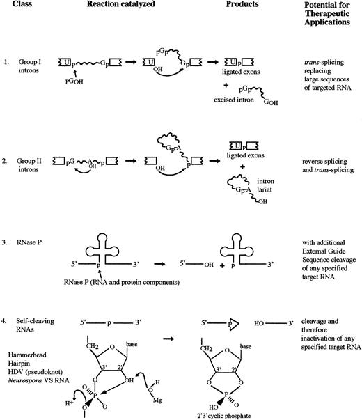 Fig. 1. RNA catalyzed reactions. (1) The two-step self-splicing reaction of group I introns. (2) The two-step self-splicing reaction of group II introns. An internal hydroxyl initiates the attack. (3) Cleavage of the 5′ leader sequence from pre-tRNA by RNase P. (4) Self-cleavage reaction of a number of small pathogenic RNAs and a few other RNAs.