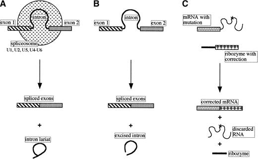 Fig. 2. Comparison of pre-mRNA nuclear splicing, self-splicing, and trans-splicing. (A) Nuclear pre-mRNA splicing with spliceosomes (small nuclear RNAs and proteins). (B) Self-splicing as performed by the self-splicing group I and group II introns. (C)Trans-splicing of a mutated mRNA with a modified group I catalytic intron.