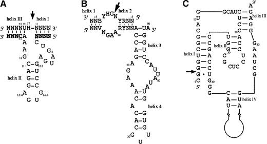 Fig. 3. Small catalytic RNAs. (A) Hammerhead ribozyme split into substrate and catalyst,51 basepaired by means of two flanking arms (in bold). Numbering is that of Hertel et al.52 (B) Hairpin ribozyme split into substrate and catalyst.42 (C) Pseudoknot motif of the HDV ribozyme.45 Arrows show position of scissile bonds. IUB codes used throughout: N = A, C, G, U; R = A, G; Y = C, U; B = C, G, U; D = A, U, G; H = A, C, U; V = A, C, G.