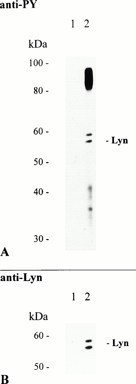 Fig. 3. Lyn coimmunoprecipitates with aggregated FcαR. THP-1 cells (7.5 × 106/sample) were activated at 37°C for 5 minutes with 2 mg of NC particles adsorbed with BSA only (lane 1) or huIgA (lane 2). Immunoprecipitation, separation of precipitated proteins by 8% to 12% SDS-PAGE, and antiphosphotyrosine immunoblot analysis of separated proteins were performed as described before (A). The immunoblot was then stripped and reprobed with a rabbit polyclonal anti-Lyn antibody (B).