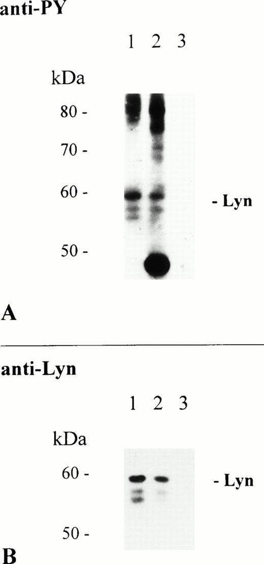 Fig. 4. Immunoprecipitation of FcαR depends on the Fc domain of huIgA. THP-1 cells (1 × 107/sample) were activated at 37°C for 5 minutes with 2.5 mg of NC particles adsorbed with huIgA (lane 1), chimeric huIgA (lane 2), or BSA only (lane 3). Immunoprecipitation, separation of precipitated proteins by 8% to 12% SDS-PAGE, and antiphosphotyrosine immunoblot analysis of isolated proteins were performed as described. Immunoblot analysis of tyrosine phosphorylated proteins (A). Reprobing of the same immunoblot with Lyn-specific antibody (B).