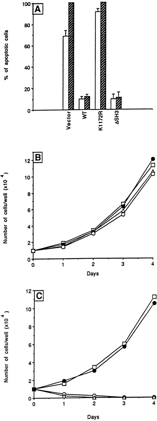Fig. 3. Effects of wild-type and ▵SH3 BCR/ABL on apoptosis and proliferation. (A) Cells were seeded without growth factors and apoptosis was quantitated at 24 (□) and 48 hours (▨) using an in situ apoptosis detection kit. Results represent the mean ± SD of four independent experiments using individual clones. In (B) and (C), cells from individual clones growing in IMDM-CM were plated with or without, respectively, added WEHI-CM in 96-well plates. The number of cells in each well was scored daily. Results are representative of four independent experiments using individual clones (○) vector, (□) WT, (▵) K1172R, and (•) ▵SH3.